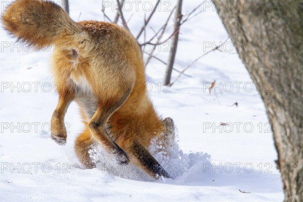 Red fox (vulpes vulpes), Fox hunting eastern gray squirrel (sciurus carolinensis) in winter. Province of Quebec, Canada, North America