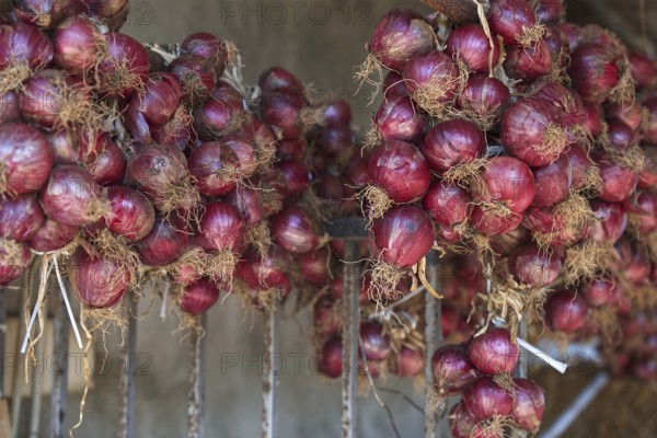 Red onions hung in bunches for storage in a rustic setting, Ricadi, Capo Vaticano