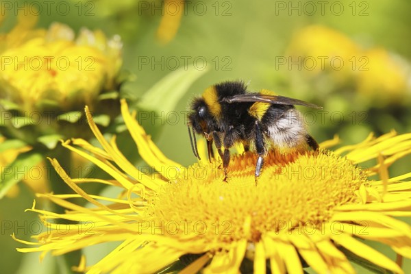Earth bumblebee (Bombus terrestris), collecting pollen on a yellow flower of a Great Telekie (Telekia speciosa), Wilnsdorf, North Rhine-Westphalia, Germany