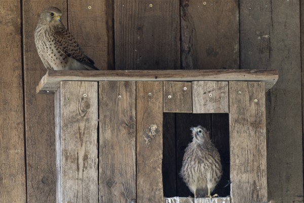 Kestrel (Falco tinnunculus) female and young bird at the incubator, village in Münsterland, North Rhine-Westphalia
