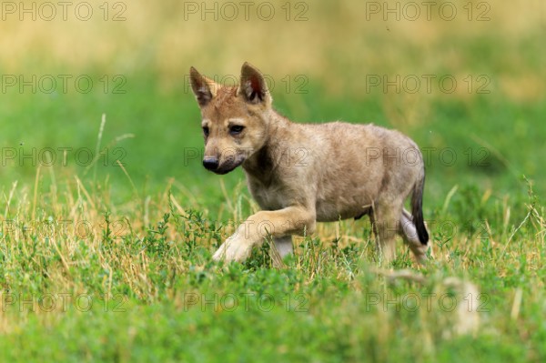 A wolf pup runs curiously through the grass, Timberwolf, wolf, American wolf, (Canis lupus lycaon), pup, Germany