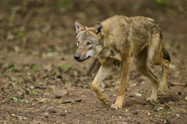 Wolf (Canis lupus), sneaking vigilantly through the forest, Germany