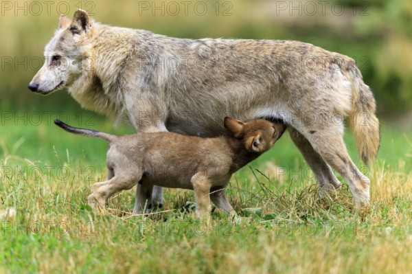 Puppy drinking milk from mother wolf in the meadow, Timberwolf, wolf, American wolf, (Canis lupus lycaon), puppy, Germany
