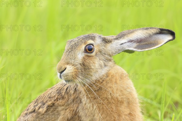 European hare (Lepus europaeus), head portrait, wildlife, animals, mammal, nature photography, Lake Neusiedl, Hansag, Burgenland, Hungary, Austria, Eastern Europe