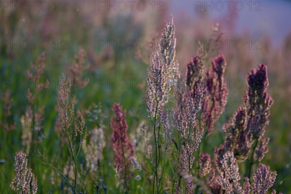 Meadow in spring in the evening light, Germany