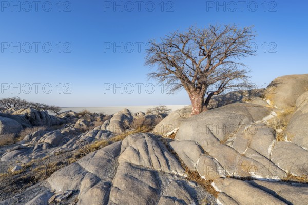 African baobab or baobab tree (Adansonia digitata), several trees overlooking the salt pan in the evening light, Kubu Island (Lekubu), Sowa Pan, Makgadikgadi salt pans, Botswana