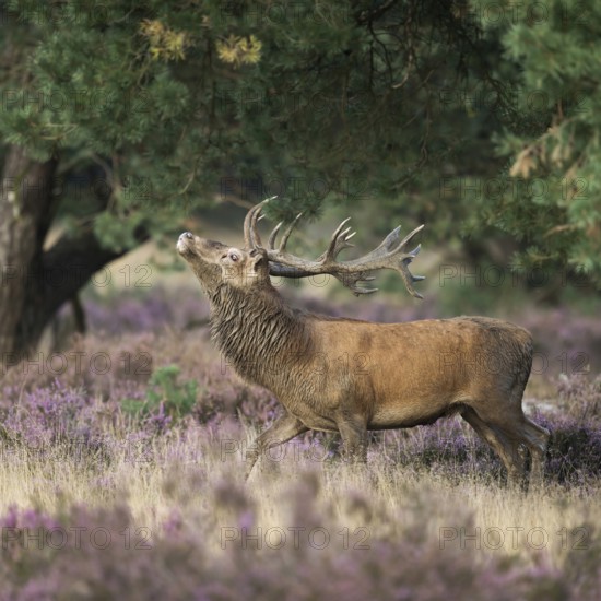Threatening behaviour... Red deer (Cervus elaphus), capital stag in the midst of flowering heath threatens a rival during the rut, native nature, Veluwe, Netherlands, Western Europe