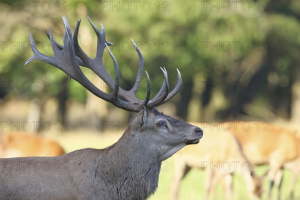 Red deer (Cervus elaphus), capital stag in a forest clearing, Zwanzigender, animal portrait, wildlife, Sauerland, North Rhine-Westphalia, Germany