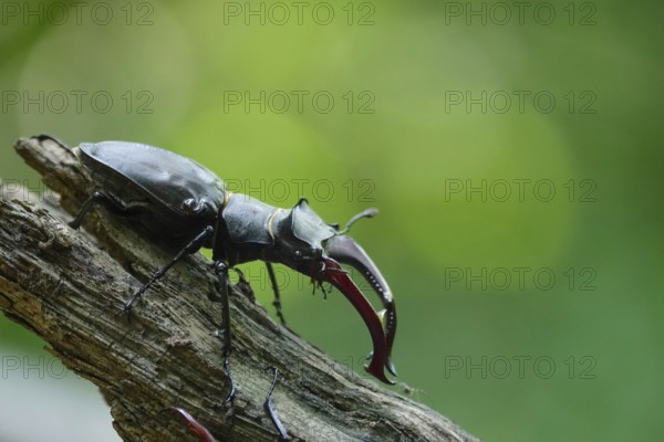 Fascinating stag beetle (Lucanus cervus), insect of the year 2012, June, Saxony, Germany