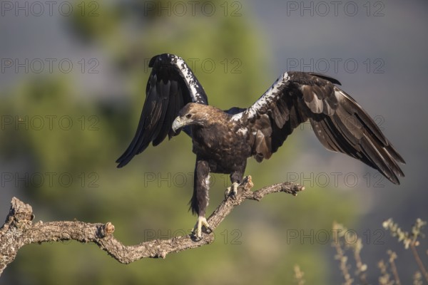 Iberian Eagle (Aquila adalberti), Spanish imperial eagle, Extremadura, Castilla La Mancha, Spain
