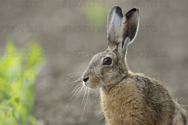 Portrait... European hare (Lepus europaeus), detailed close-up of the hare sitting in a corn field, beautiful view into the camera, Lower Rhine, Rhine district Neuss, North Rhine-Westphalia, Germany, Western Europe