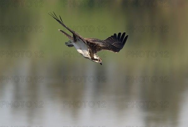 Osprey (Pandion haliaetus) in a dive, Lower Rhine, North Rhine-Westphalia, Germany