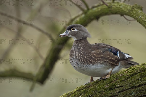 Beautiful to look at... Brown duck (Aix sponsa), as a wild bird rare captive refugee in Europe, original home is North America, cave-breeder, native nature, Lower Rhine, Rhineland, North Rhine-Westphalia, Germany, Western Europe