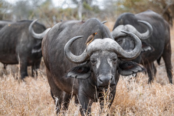 Cape buffalo (Syncerus caffer caffer) with yellowbill oxpecker (Buphagus africanus), Kruger National Park, South Africa