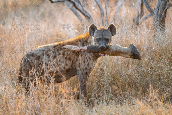 Spotted hyena (Crocuta crocuta) with the leg of a giraffe in its mouth, adult female in tall grass in the evening light, Kruger National Park, South Africa