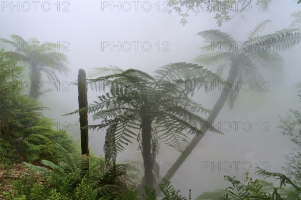 Mysterious, misty forest with fern trees and lush greenery, Te Manaroa Spring, hot spring, Waikite Valley, Bay of Plenty, North Island, New Zealand