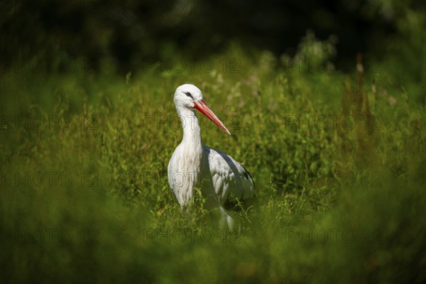 White stork (Ciconia ciconia) on a meadow, Hesse, Germany