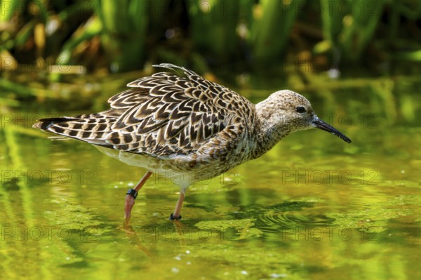 Bird with patterned plumage standing in green water, ruff (Calidris pugnax, Syn.: Philomachus pugnax), courtship display, France