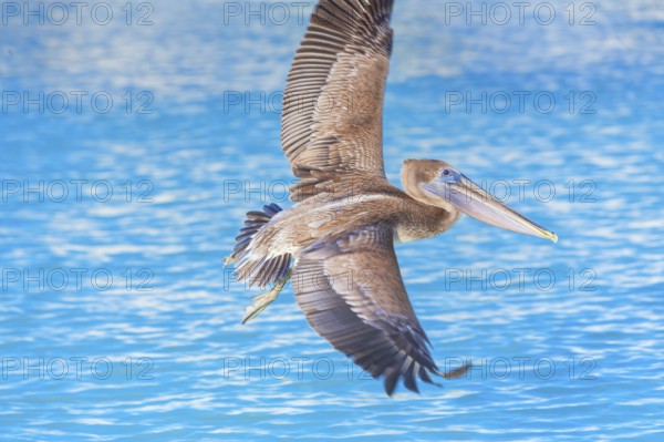 Brown pelican (Pelecanus occidentalis) in flight, Key West, Florida, USA