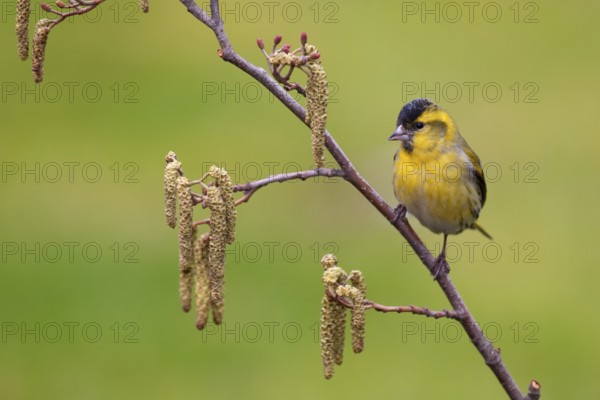 Eurasian Siskin (Spinus spinus) male, Berlin, Germany