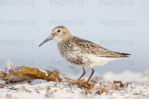 Alpenstrandläufer, Calidris alpina Dunlin, Calidris alpina