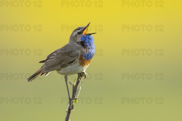 Bluethroat (Luscinia svecica cyanecula) male singing, Armenia