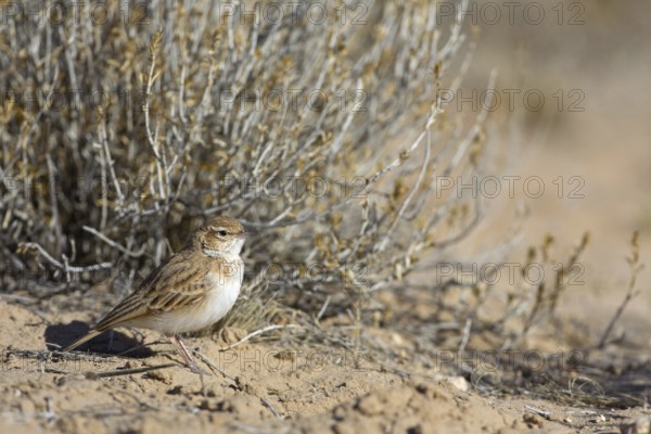 Fawn-colored Lark (Calendulauda africanoides), Northern Cape, Kgalagadi Transfrontier Park, South Africa