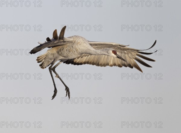 Sandhill Crane (Antigone canadensis) flying, New Mexico, USA