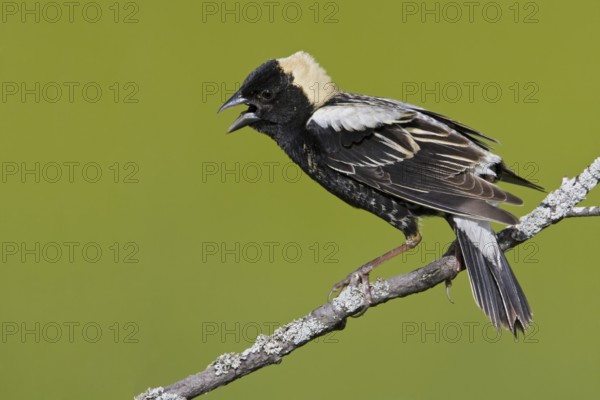 Bobolink (Dolichonyx oryzivorus) singing, Ontario, Canada