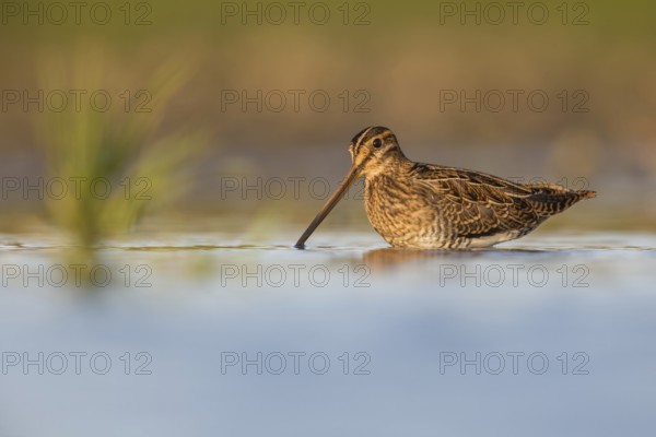 Common Snipe (Gallinago gallinago) foraging, Poland