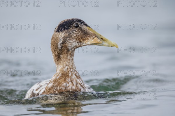 Eiderente, Somateria mollissima Common Eider, Somateria mollissima