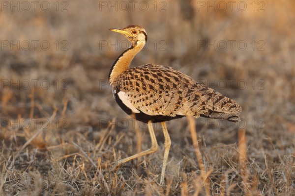 Black-bellied Bustard (Lissotis melanogaster), Kruger Park, South Africa