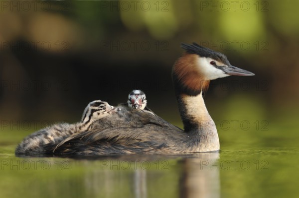 Great Crested Grebe (Podiceps cristatus) with juvenile, North Rhine-Westphalia, Germany