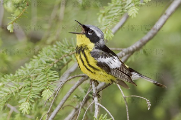 Magnolia Warbler (Setophaga magnolia) singing, Ontario, Canada