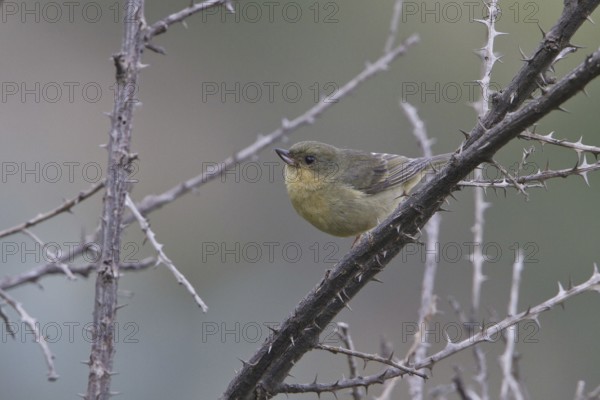 Rusty Flowerpiercer (Diglossa sittoides) female, Ecuador
