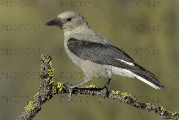 Clark's Nutcracker (Nucifraga columbiana), Oregon, USA