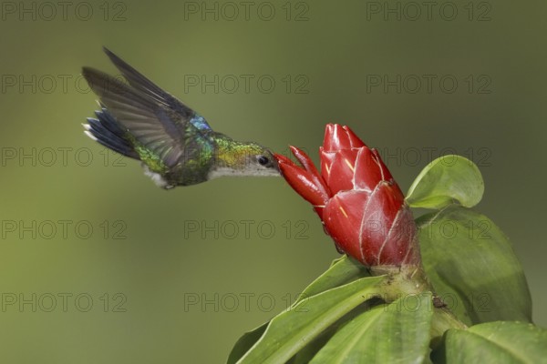 Crowned Woodnymph (Thalurania colombica fannyae), Ecuador