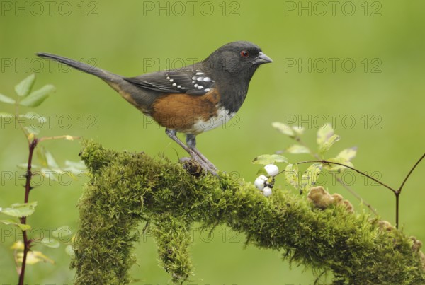 Spotted Towhee (Pipilo maculatus), British Columbia, Canada