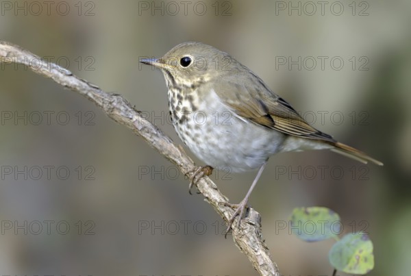 Hermit Thrush (Catharus guttatus), British Columbia, Canada