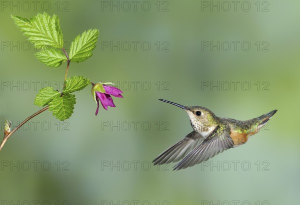 Rufous Hummingbird (Selasphorus rufus) female, British Columbia, Canada