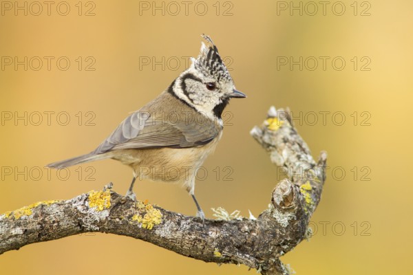 European Crested Tit (Lophophanes cristatus), perched on a branch, Galicia, Spain
