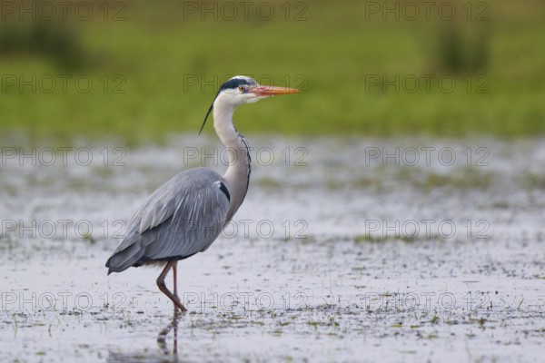 Grey Heron (Ardea cinerea), North Rhine-Westphalia, Germany