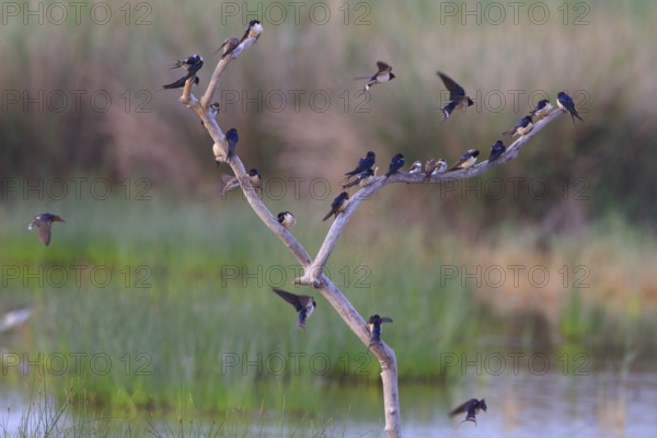 Barn Swallow & Sand Martin (Hirundo rustica & Riparia riparia), Mallorca, Spain