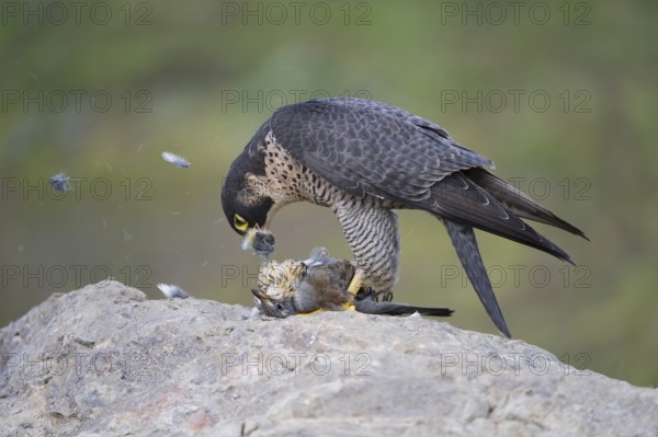 Peregrine Falcon (Falco peregrinus) female, Saxony, Germany