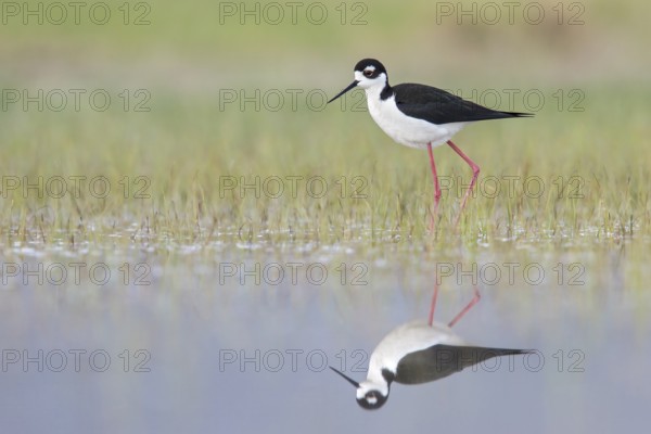Black-necked Stilt (Himantopus mexicanus) feeding in a marsh in central Washington State, USA
