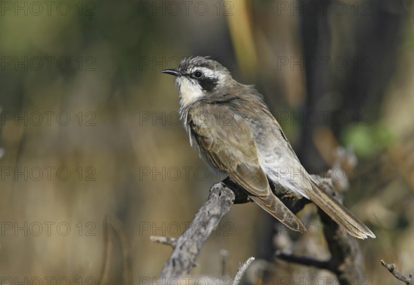 Black-eared Cuckoo (Chrysococcyx osculans), New South Wales, Australia