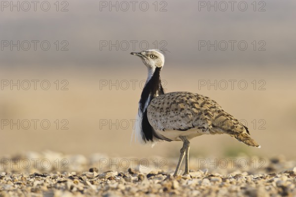 Houbara Bustard (Chlamydotis undulata) male, Nitzana, Negev, Israel