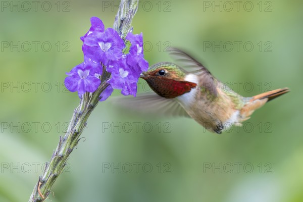 Scintillant Hummingbird (Selasphorus scintilla) flying while feeding at a flower in Panama