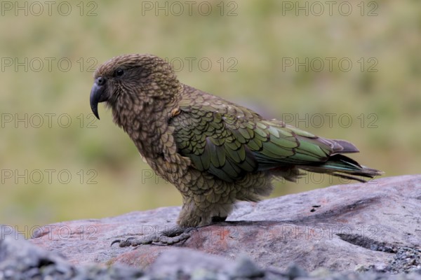 Kea (Nestor notabilis), New Zealand