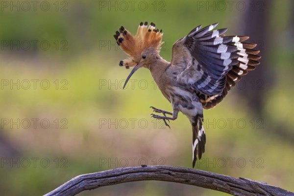 Eurasian Hoopoe (Upupa epops) flying, Saxony, Germany